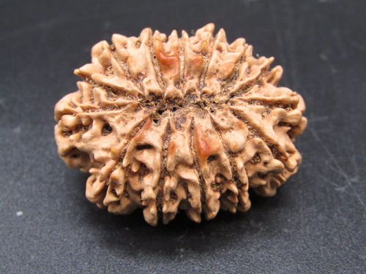 🌿 14 Mukhi Nepali Rudraksha (Natural & Certified). Antik