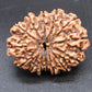 🌿 14 Mukhi Nepali Rudraksha (Natural & Certified). Antik