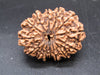 🌿 14 Mukhi Nepali Rudraksha (Natural & Certified). Antik