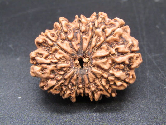 🌿 14 Mukhi Nepali Rudraksha (Natural & Certified). Antik