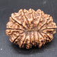 🌿 14 Mukhi Nepali Rudraksha (Natural & Certified). Antik