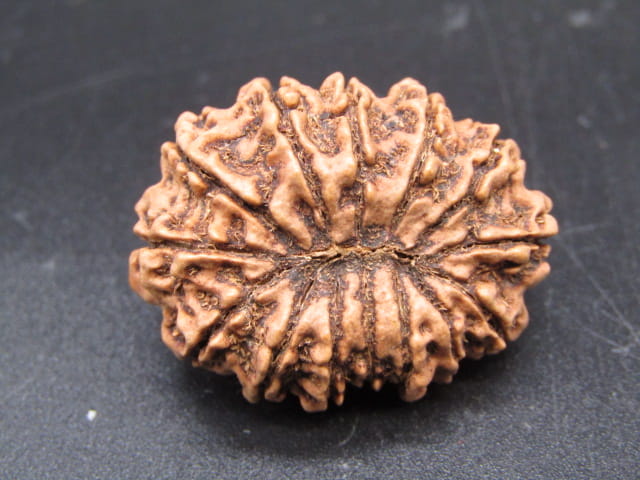 🌿 14 Mukhi Nepali Rudraksha (Natural & Certified). Antik