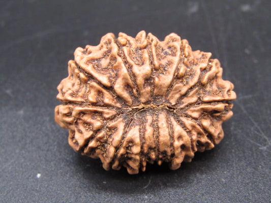 🌿 14 Mukhi Nepali Rudraksha (Natural & Certified). Antik