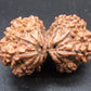 Certified Gauri Shankar Rudraksha – Premium Spiritual Bead