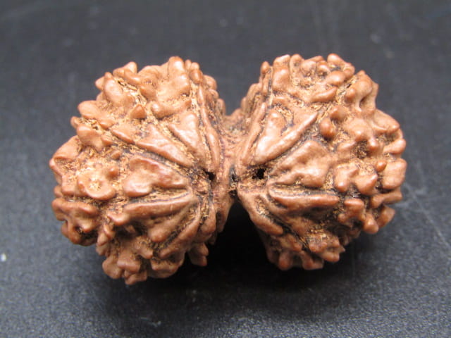 Certified Gauri Shankar Rudraksha – Premium Spiritual Bead