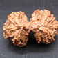 Certified Gauri Shankar Rudraksha – Premium Spiritual Bead