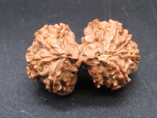 Certified Gauri Shankar Rudraksha – Premium Spiritual Bead