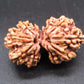 Certified Gauri Shankar Rudraksha – Premium Spiritual Bead