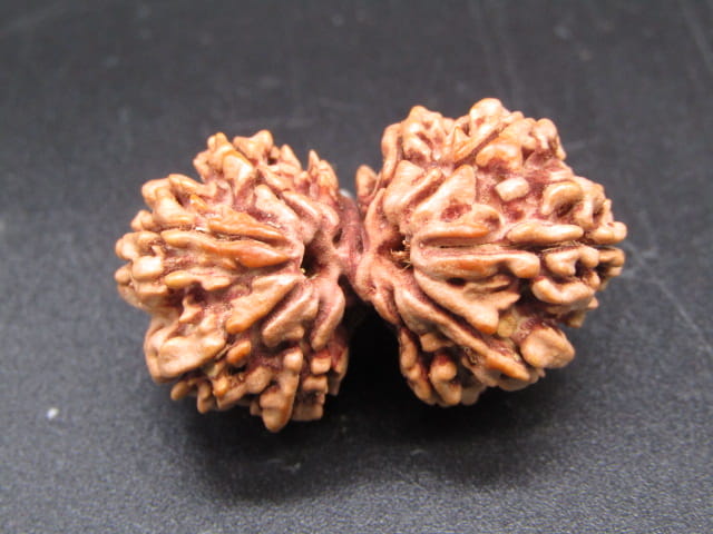 Certified Gauri Shankar Rudraksha – Premium Spiritual Bead
