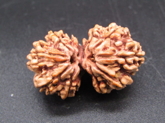 Certified Gauri Shankar Rudraksha – Premium Spiritual Bead
