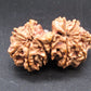 Certified Gauri Shankar Rudraksha – Premium Spiritual Bead