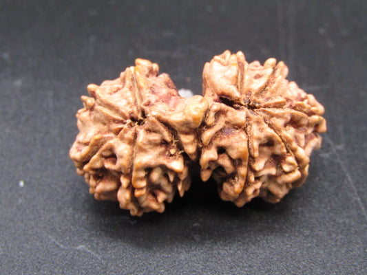 Certified Gauri Shankar Rudraksha – Premium Spiritual Bead