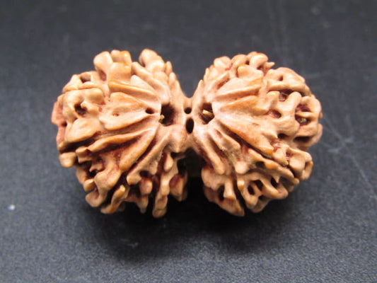 Certified Gauri Shankar Rudraksha – Premium Spiritual Bead