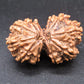 Natural Nepal Gauri Shankar Rudraksha – Certified Spiritual Bead