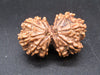 Natural Nepal Gauri Shankar Rudraksha – Certified Spiritual Bead