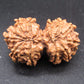 Natural Nepal Gauri Shankar Rudraksha – Certified Spiritual Bead