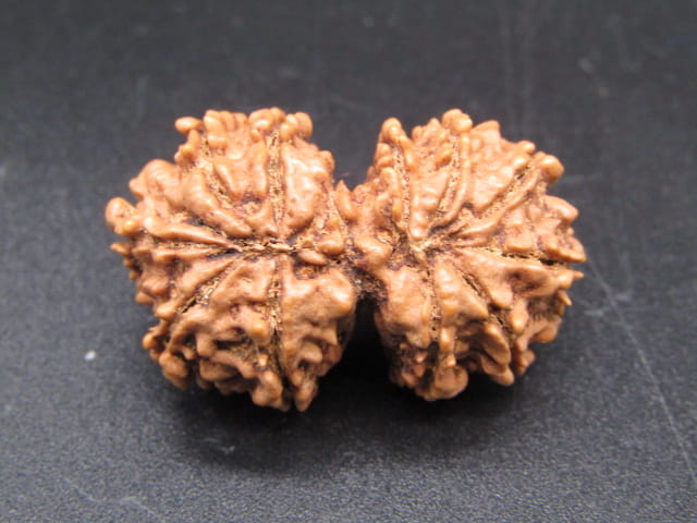 Natural Nepal Gauri Shankar Rudraksha – Certified Spiritual Bead