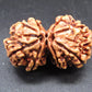Natural Nepal Gauri Shankar Rudraksha – Certified Spiritual Bead