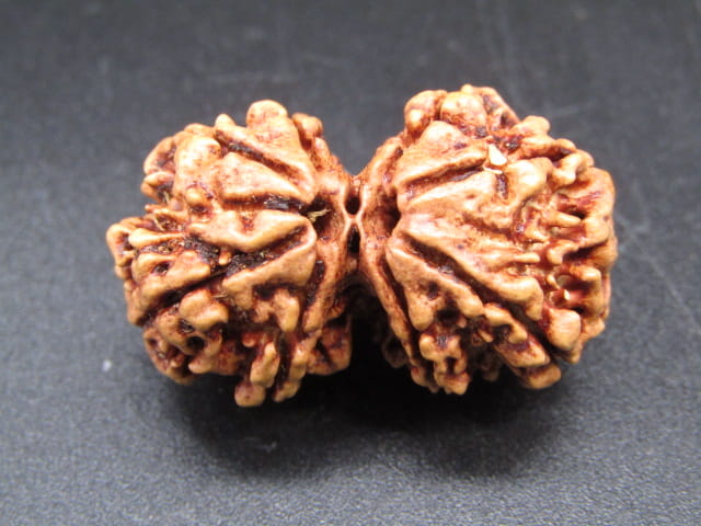 Natural Nepal Gauri Shankar Rudraksha – Certified Spiritual Bead