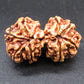 Natural Nepal Gauri Shankar Rudraksha – Certified Spiritual Bead