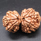 Natural Nepal Gauri Shankar Rudraksha – Certified Spiritual Bead