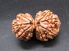 Natural Nepal Gauri Shankar Rudraksha – Certified Spiritual Bead