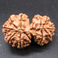 Natural Nepal Gauri Shankar Rudraksha – Certified Spiritual Bead