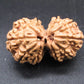 Natural Nepal Gauri Shankar Rudraksha – Certified Spiritual Bead
