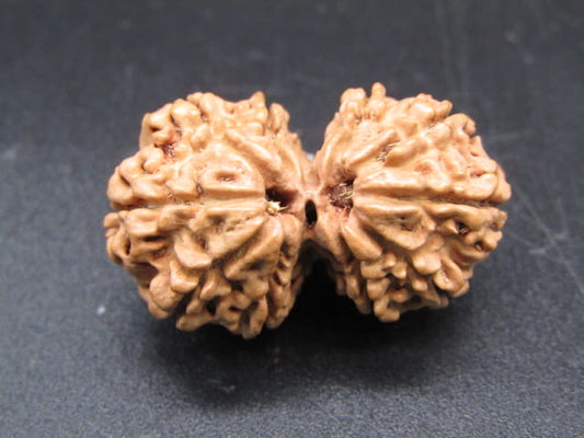 Natural Nepal Gauri Shankar Rudraksha – Certified Spiritual Bead