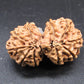 Natural Nepal Gauri Shankar Rudraksha – Certified Spiritual Bead