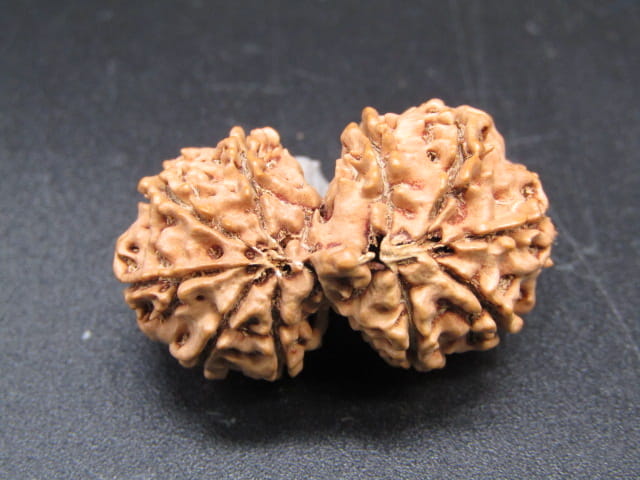 Natural Nepal Gauri Shankar Rudraksha – Certified Spiritual Bead