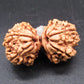 Natural Nepal Gauri Shankar Rudraksha – Certified Spiritual Bead