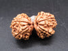 Natural Nepal Gauri Shankar Rudraksha – Certified Spiritual Bead