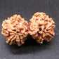 Natural Nepal Gauri Shankar Rudraksha – Certified Spiritual Bead