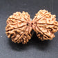 Natural Nepal Gauri Shankar Rudraksha – Certified Spiritual Bead