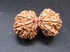 Natural Nepal Gauri Shankar Rudraksha – Certified Spiritual Bead