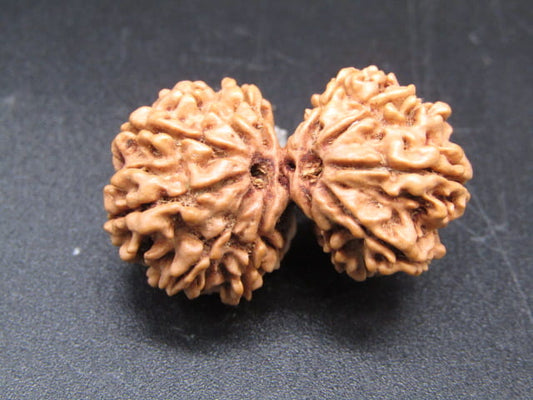 Natural Nepal Gauri Shankar Rudraksha – Certified Spiritual Bead