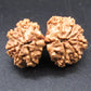 Natural Nepal Gauri Shankar Rudraksha – Certified Spiritual Bead