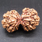 Certified Gauri Shankar Rudraksha – Premium Spiritual Bead
