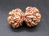 Certified Gauri Shankar Rudraksha – Premium Spiritual Bead