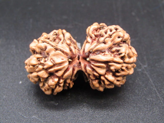 Certified Gauri Shankar Rudraksha – Premium Spiritual Bead