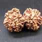 Certified Gauri Shankar Rudraksha – Premium Spiritual Bead