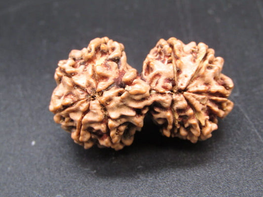 Certified Gauri Shankar Rudraksha – Premium Spiritual Bead