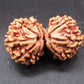 Natural Nepal Gauri Shankar Rudraksha – Certified Spiritual Bead