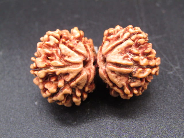 Natural Nepal Gauri Shankar Rudraksha – Certified Spiritual Bead