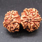 Natural Nepal Gauri Shankar Rudraksha – Certified Spiritual Bead