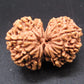 Natural Nepal Gauri Shankar Rudraksha – Certified Spiritual Bead