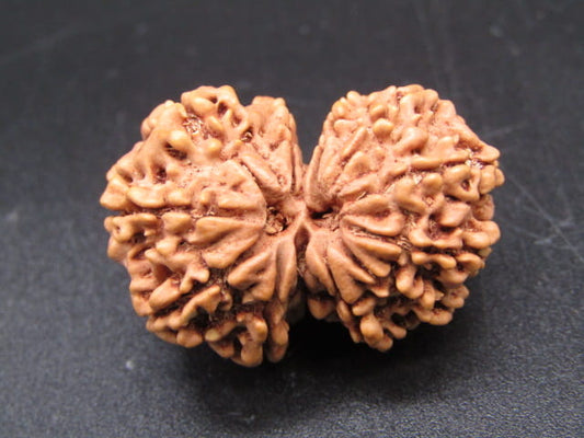 Natural Nepal Gauri Shankar Rudraksha – Certified Spiritual Bead