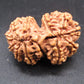 Natural Nepal Gauri Shankar Rudraksha – Certified Spiritual Bead