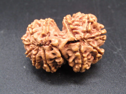Natural Nepal Gauri Shankar Rudraksha – Certified Spiritual Bead